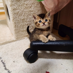 Kissanpennut (2 valokuva sivusta 5)