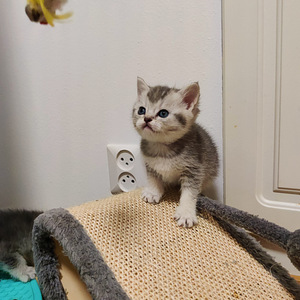 Kissanpennut (5 valokuva sivusta 5)