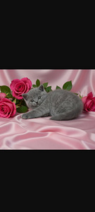 Kissanpennut (3 valokuva sivusta 3)