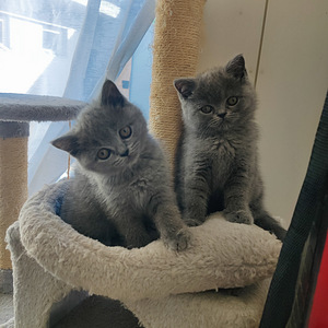 Kissanpennut (2 valokuva sivusta 2)