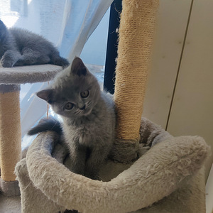 Brittiläinen kissanpentu (1 valokuva sivusta 1)