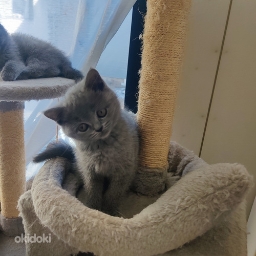 Brittiläinen kissanpentu