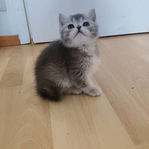 Kissanpennut (4 valokuva sivusta 5)