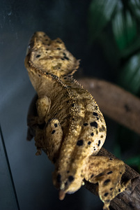 Banānu ēdājs (2 foto no 3)