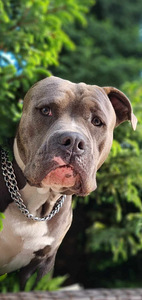 Am Bully XL-Rollo otsib uut kodu (5 foto / 5)