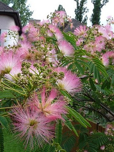 Albizia julibrissin rosea (3 фото из 6)