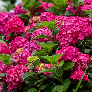 Гортензия Macrophylla Endless Summer Eesti (10 фото из 10)