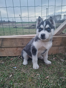 Sibīrijas haskiji (1 foto no 6)