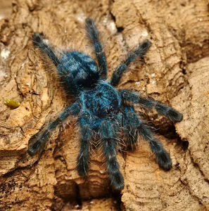 Kariibi Opaal Tarantel (3cm, Sugu Määramata) (1 foto / 2)