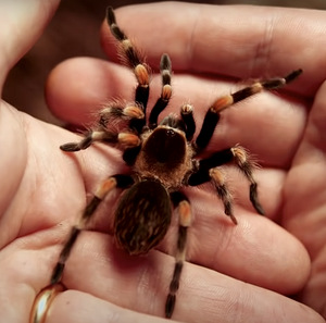 Mehhiko Punapõlv Tarantel (6 cm, Emane) (2 foto / 3)