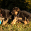 Vokiečių aviganio šuniukai (nuotrauka #2)