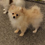 Pomeranian tyttöpentu (valokuva #4)