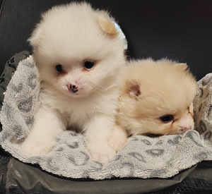 Pomeranian /Kleinspitz pentuja (3 valokuva sivusta 6)