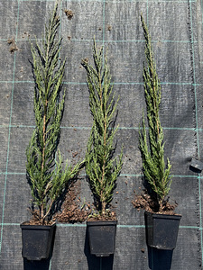 Blue Arrow- Kaljukadakas 60-80cm. (2 foto / 3)