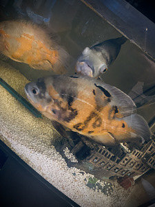 Akvaarium kaladega (2 foto / 5)