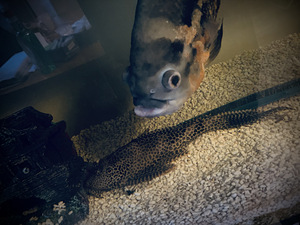Akvaarium kaladega (5 foto / 5)