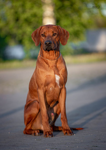 Rhodeesia Ridgeback`i kutsikad (1 foto / 5)