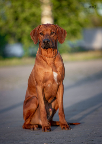 Rhodeesia Ridgeback`i kutsikad