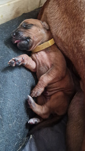 Rhodeesia Ridgeback`i kutsikad (5 foto / 5)
