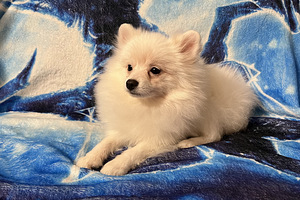 Pomeranian spits kutsikas (2 foto / 5)