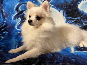 Pomeranian spits kutsikas (5 foto / 5)
