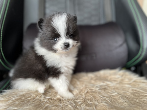 Pomeranian kutsikas (4 foto / 4)