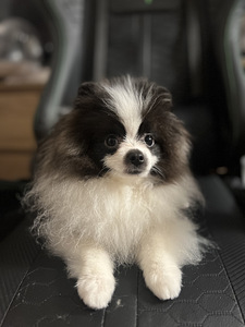Pomeranian spits kutsikas (3 foto / 5)