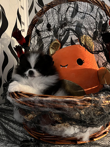 Pomeranian spits kutsikas (4 foto / 5)