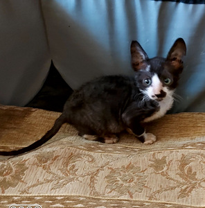 Kassipojad Cornish Rex (1 foto / 4)