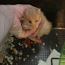 Süüria hamster, poiss (foto #1)