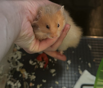 Süüria hamster, poiss