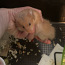 Süüria hamster, poiss (foto #2)