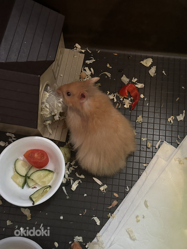 Süüria hamster, poiss (foto #4)