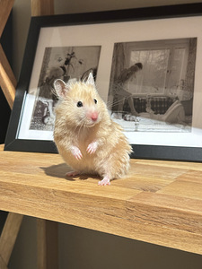 Hamster ajutiseks hoidmiseks (4 foto / 6)