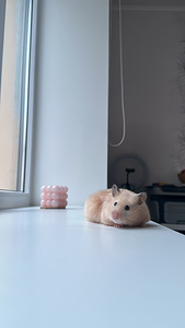 Hamster ajutiseks hoidmiseks (6 foto / 6)