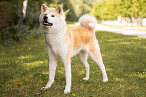 Akita inu suniukai (2 nuotrauka iš 6)