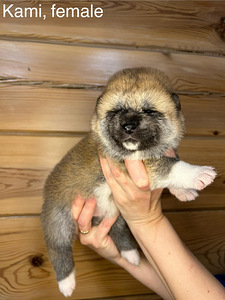 Akita inu suniukai (6 nuotrauka iš 6)