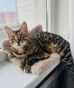 Бенгальский кот (3 фото из 3)