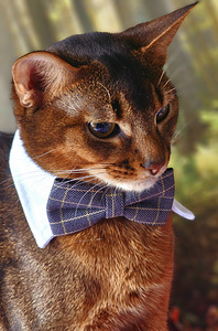 Абиссинский кот (3 фото из 10)