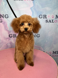 Grooming salon (3 foto / 9)
