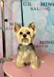 Grooming salon (5 foto / 9)