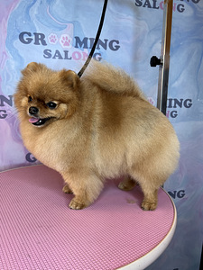 Grooming salon (7 foto / 9)
