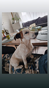 Jack Russelli terjeri kutsikad (3 foto / 4)