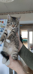 Котёнок девочка (2 фото из 4)