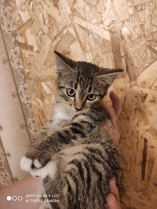 Котёнок девочка (3 фото из 4)