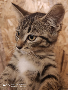 Котёнок девочка (4 фото из 4)