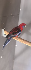Попугай Розелла (3 фото из 4)