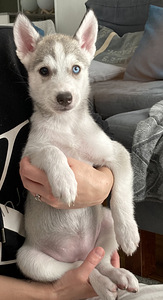 Siperianhuskyn pennut (1 valokuva sivusta 5)