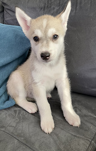 Siperianhuskyn pennut (4 valokuva sivusta 5)