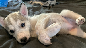 Siperianhuskyn pennut (1 valokuva sivusta 4)
